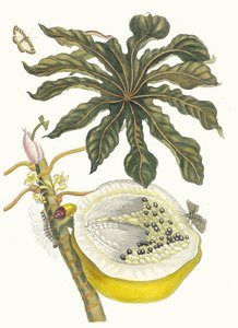 Carica papaya. A Metamorphosis insectorum Surinamensium könyvből, 1705. alkotó: Maria Sibylla Merian