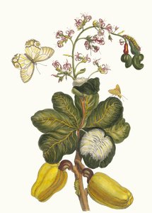 Caschou. A Metamorphosis insectorum Surinamensium könyvből, 1705. alkotó: Maria Sibylla Merian
