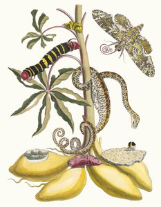 Cassave. A Metamorphosis insectorum Surinamensium könyvből, 1705. alkotó: Maria Sibylla Merian
