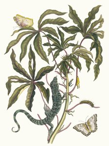 Cassave. A Metamorphosis insectorum Surinamensium könyvből, 1705. alkotó: Maria Sibylla Merian