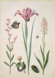  alkotó: Maria Sibylla Merian