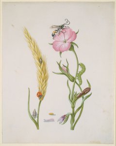  alkotó: Maria Sibylla Merian