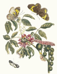 Coronilla Americana Arborescens. A surinamei rovarok metamorfózisa című könyvből, 1705. alkotó: Maria Sibylla Merian
