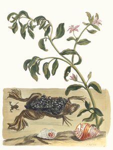 Cresson. A Metamorphosis insectorum Surinamensium könyvből, 1705. alkotó: Maria Sibylla Merian