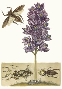 Eichhornia crassipes. A Metamorphosis insectorum Surinamensium könyvből, 1705. alkotó: Maria Sibylla Merian