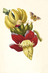 A Metamorphosis insectorum Surinamensium könyvből, 1705. alkotó: Maria Sibylla Merian