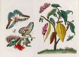 A Metamorphosis insectorum Surinamensium könyvből, 1705.