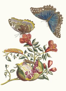 Gránátos. A Metamorphosis insectorum Surinamensium könyvből, 1705. alkotó: Maria Sibylla Merian