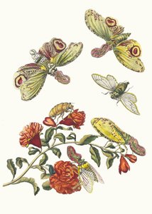 Gránátos. A Metamorphosis insectorum Surinamensium könyvből, 1705. alkotó: Maria Sibylla Merian