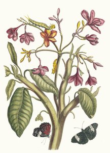 Jasmin des Indes. A Metamorphosis insectorum Surinamensium könyvből, 1705. alkotó: Maria Sibylla Merian