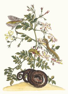 Jasminum grandiflorum. A Metamorphosis insectorum Surinamensium könyvből, 1705. alkotó: Maria Sibylla Merian