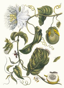 Marquiaas. A Metamorphosis insectorum Surinamensium könyvből, 1705. alkotó: Maria Sibylla Merian