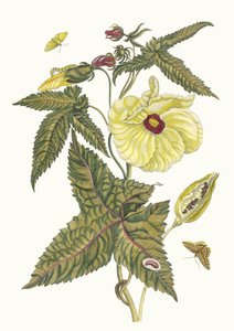 Muscus-Bloem. A Metamorphosis insectorum Surinamensium könyvből, 1705. alkotó: Maria Sibylla Merian