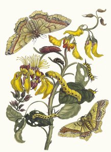 Pallisaden-boom. A Metamorphosis insectorum Surinamensium könyvből, 1705. alkotó: Maria Sibylla Merian