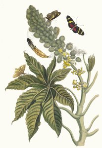 Palma Christi. A Metamorphosis insectorum Surinamensium könyvből, 1705. alkotó: Maria Sibylla Merian