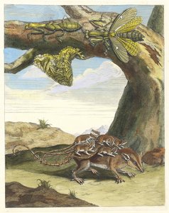 Erdő patkány. A Metamorphosis insectorum Surinamensium könyvből, 1705. alkotó: Maria Sibylla Merian