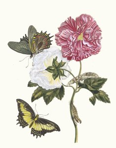 Rosier. A Metamorphosis insectorum Surinamensium könyvből, 1705.