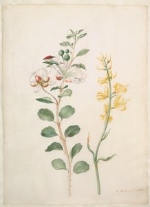  alkotó: Maria Sibylla Merian