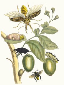 Tabrouba. A Metamorphosis insectorum Surinamensium könyvből, 1705.
