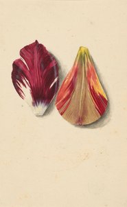 Két tulipánlevél. alkotó: Maria Sibylla Merian