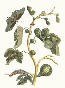 Fehér Guava. A Metamorphosis insectorum Surinamensium könyvből, 1705. alkotó: Maria Sibylla Merian