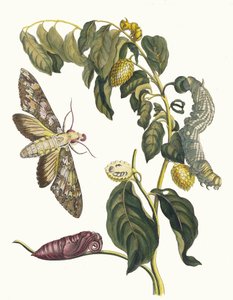 Zursak. A Metamorphosis insectorum Surinamensium könyvből, 1705. alkotó: Maria Sibylla Merian