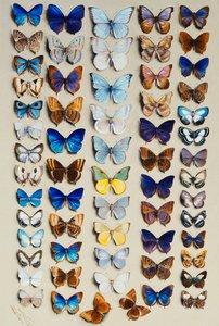 Hatvankét lepkét tartalmazó csomagolt tányér, öt oszlopban, többnyire a Lycaendidae néhány nagyobb tagját ábrázolva,