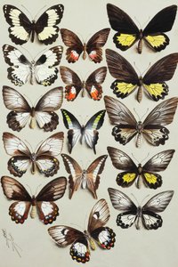 Tizenöt fecskefarkú lepke (Papilionidae család) három oszlopban