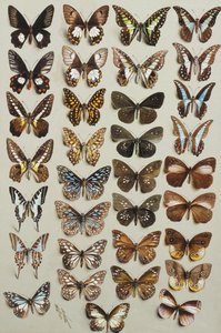 Harminchárom lepke, négy oszlopban, a Papilionidae és Danainae családba tartozó lepke,