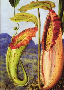 Egy új kancsónövény a Borneó-beli Sarawak mészkőhegységéből alkotó: Marianne North