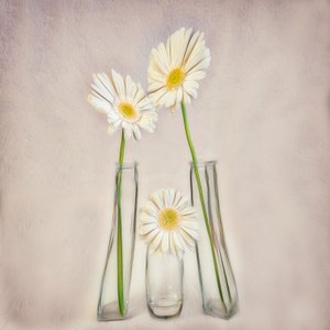 Elegáns fehér gerberák alkotó: Marie-anne Stas