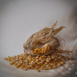 Aranyszínű kukorica betakarítás alkotó: Marie-anne Stas