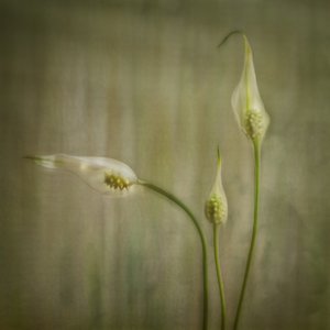 Nyugodt liliomvirágok alkotó: Marie-anne Stas