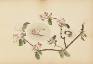 A Madame B album alkotó: Marie-Blanche-Hennelle Fournier