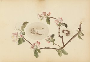 A Madame B album, 1870-es évek.