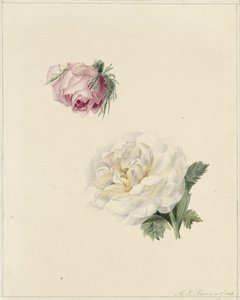 Egy rózsaszín és egy fehér rózsa tanulmányozása alkotó: Marie Louise Praetorius