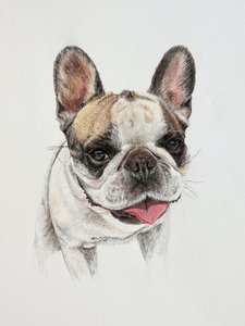 Boldog francia bulldog