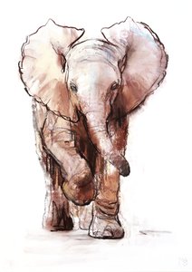 Baby Elephant, Loisaba, 2018 alkotó: Mark Adlington