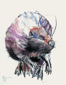 Beaver, 2001 (faszén és konte papíron) alkotó: Mark Adlington