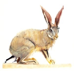 Cape Hare, 2010 (olaj, papír) alkotó: Mark Adlington