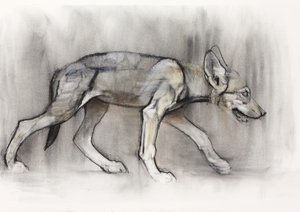 Lean Pup (arab farkas), 2009 (conte und charcoal on paper) alkotó: Mark Adlington