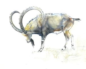 Núbiai kecske, 2008 (conte und charcoal, papíron) alkotó: Mark Adlington