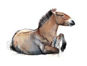 Ülő Przewalski, 2011, (szén, konté és pasztell, papír)
