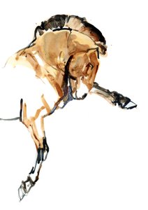 Mén (Przewalski), 2013 (sennelier tus, akvarell és gouache)