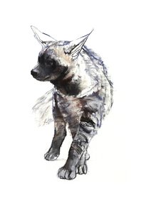 Csíkos hiéna kölyök, 2010, (konté és pasztell, papír) alkotó: Mark Adlington