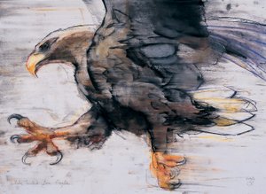 Talonok – Fehérfarkú tengeri sas, 2001 (faszén és konte papíron) alkotó: Mark Adlington