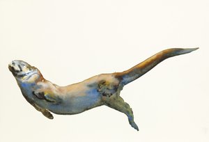 Bársony, 2014, (akvarell, papír) alkotó: Mark Adlington