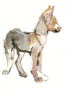 Waggle (arab farkaskölyök), 2011, (akvarell és gouache papíron) alkotó: Mark Adlington