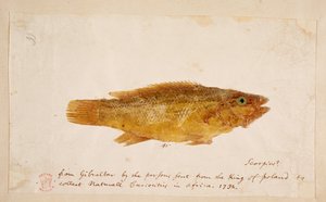 Egy hal. alkotó: Mark Catesby