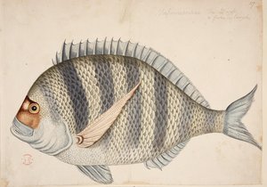 Egy hal. alkotó: Mark Catesby